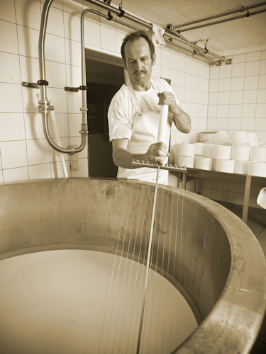 Die geronnene Milch wird mit der Käseharfe zu "Bruch" geschnitten.